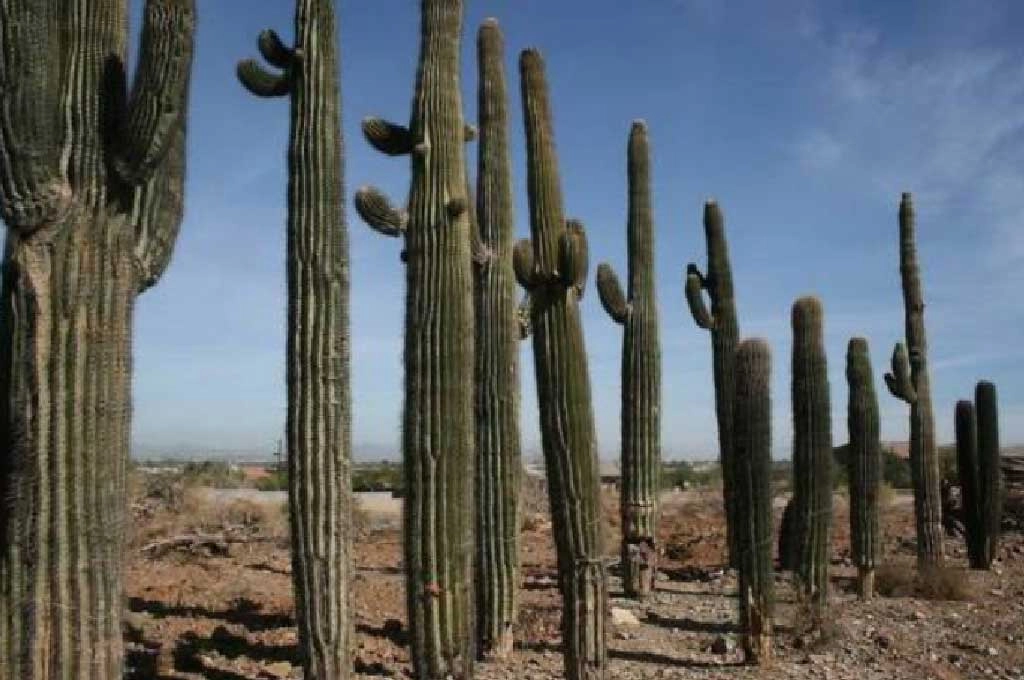 Cactus Al Nasıl Kullanılır?