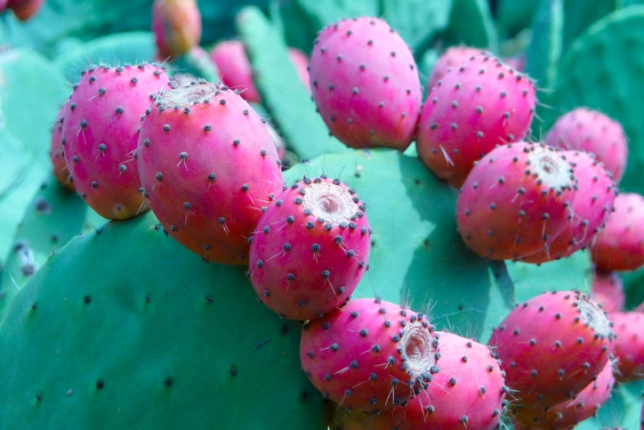 Cactus Alın Dozajı ve Kullanımı Hakkında Bilinmesi Gerekenler