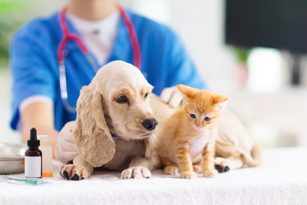 Evcil hayvanların sağlık sorunları ve veteriner önerileri