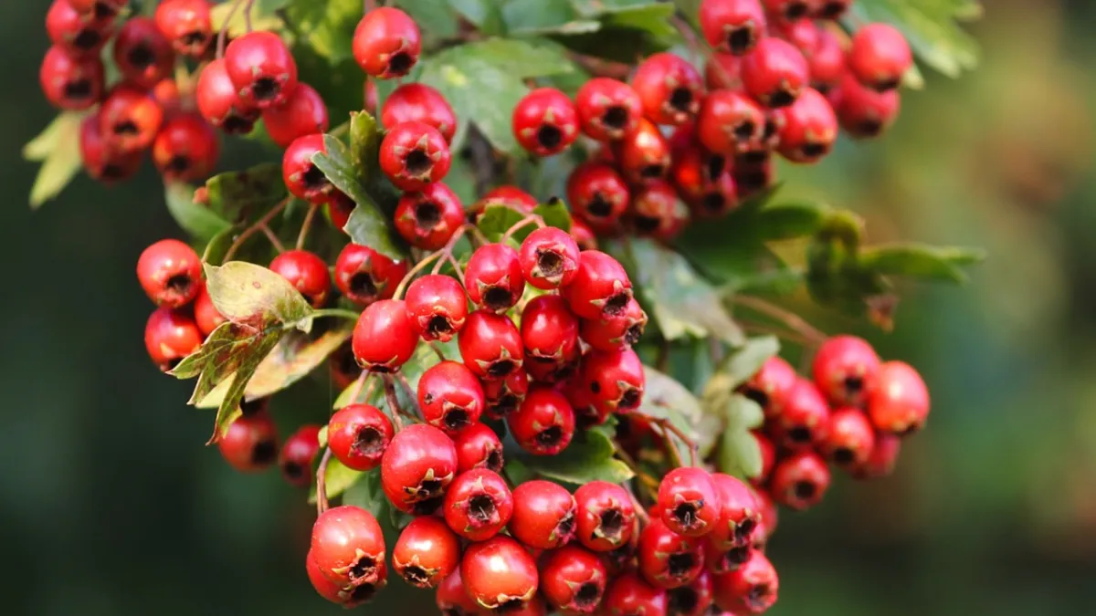 Hawthorn as a Natural Remedy for Heart Health