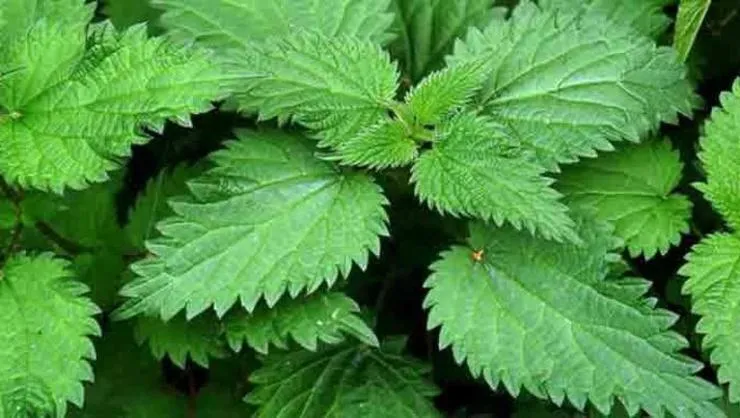 Culinary Uses of Stinging Nettle