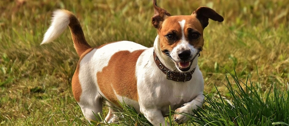 Characteristics and Personality Traits of Jack Russell Terriers