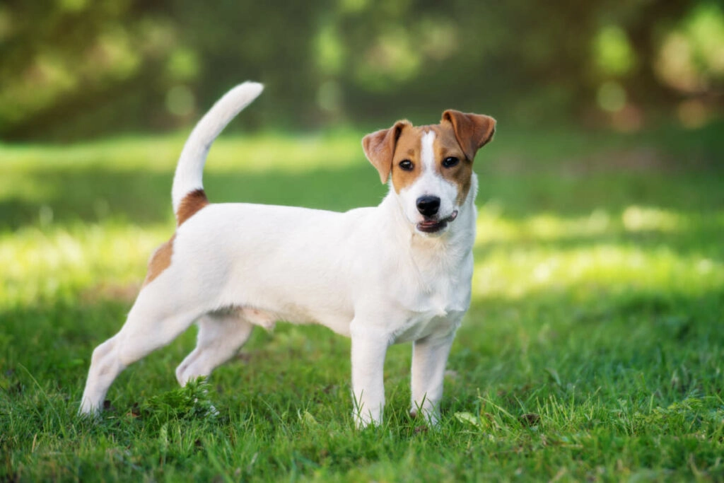 History and Origin of Jack Russell Terriers