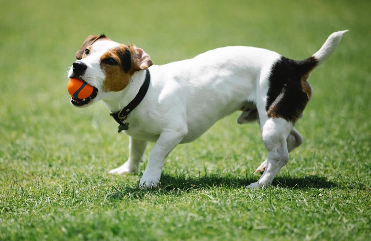 Training and Care Tips for Jack Russell Terriers