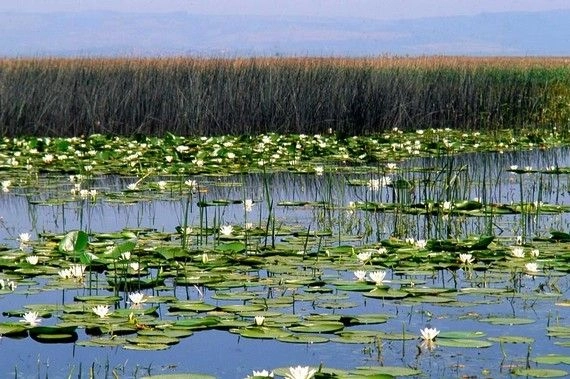 Threats to the Biodiversity of Uluabat Lake