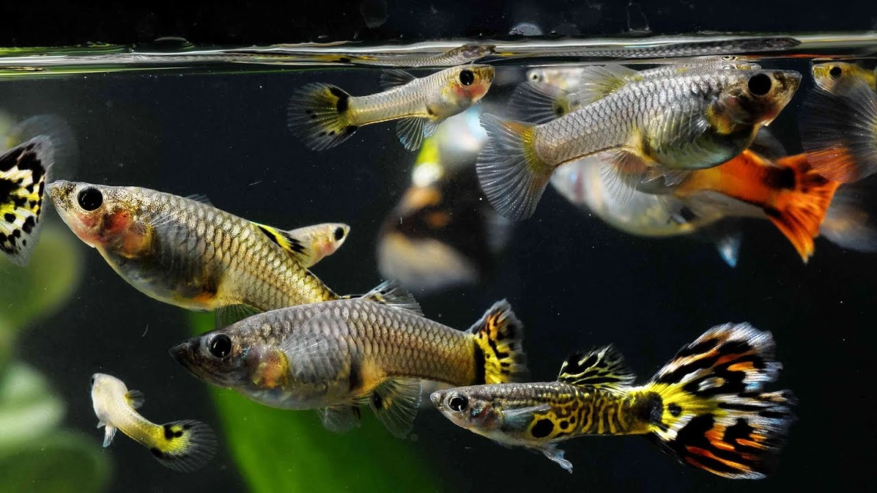 Breeding and Caring for Guppies at Home
