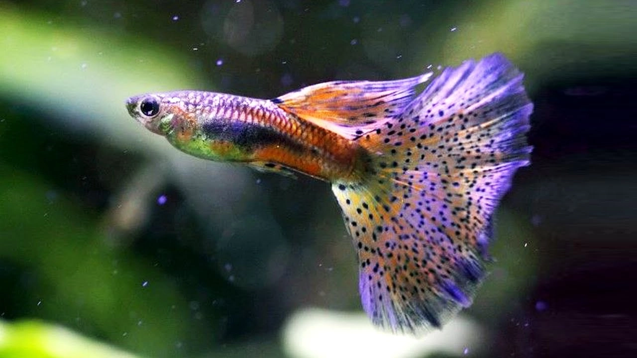 The Colorful Varieties of Guppies