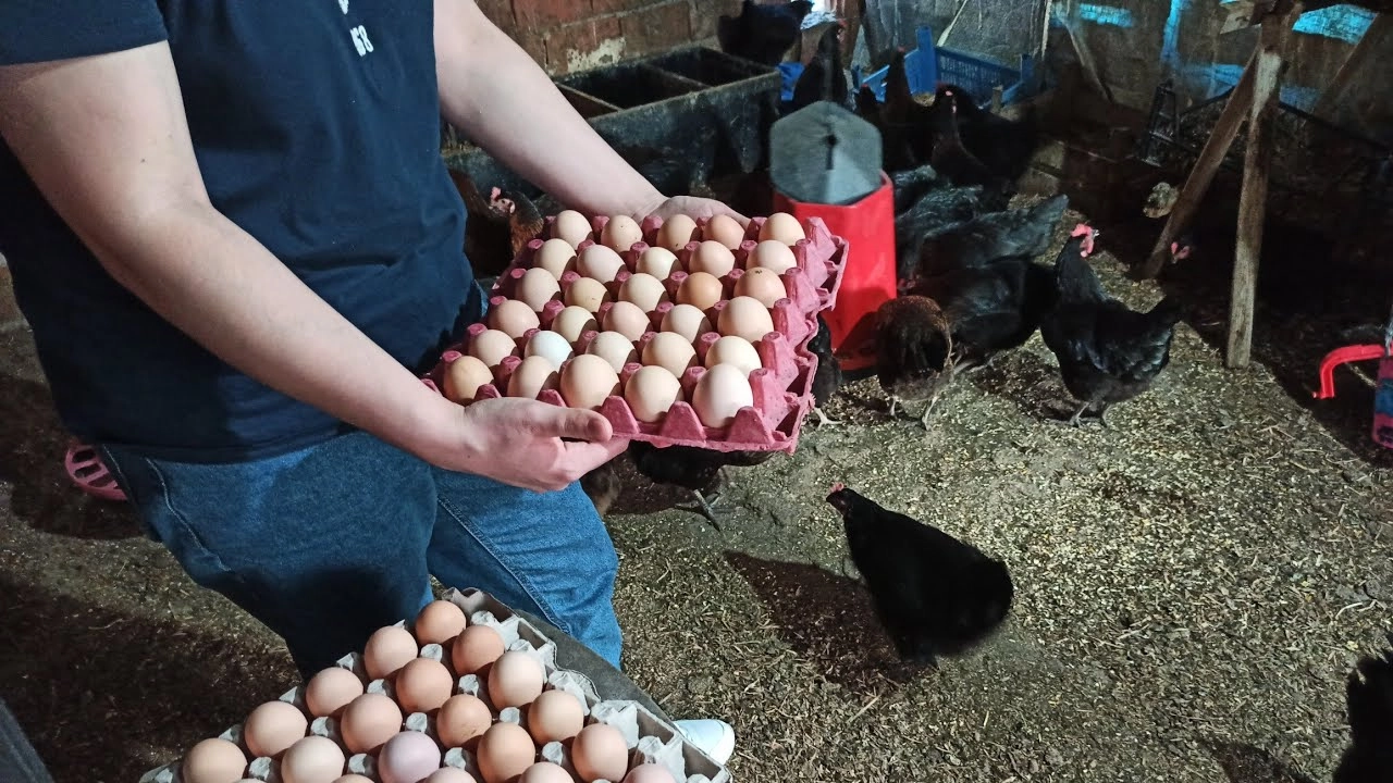 Egg Collection Process in Poultry Farming