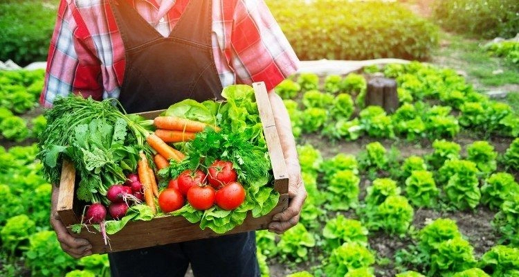 Doğal Beslenme ve Organik Ürünlerin Önemi
