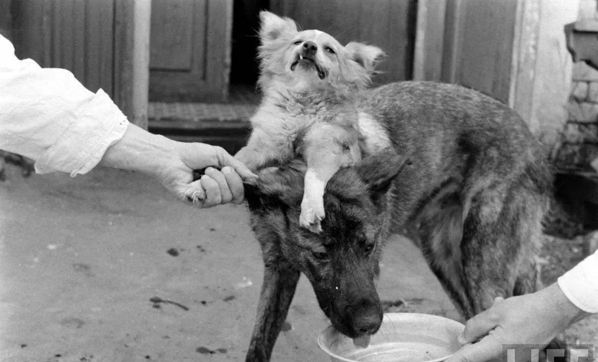 The History and Origins of the Two-Headed Dog Experiment