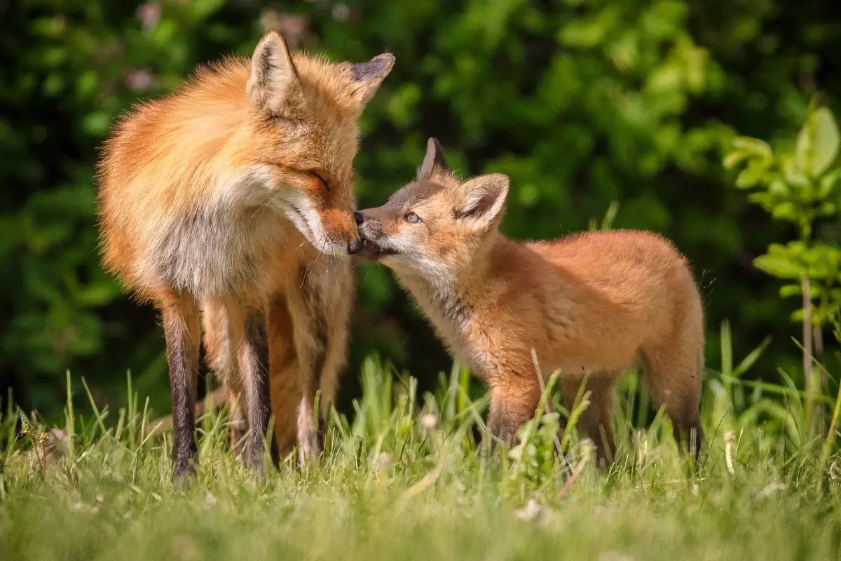 The Social Behavior of Foxes in the Wild
