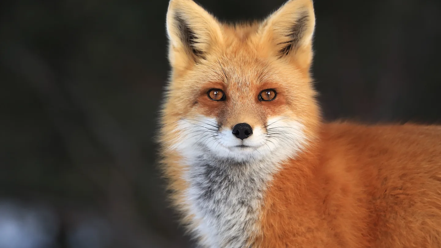 The Unique Physical Characteristics of Foxes