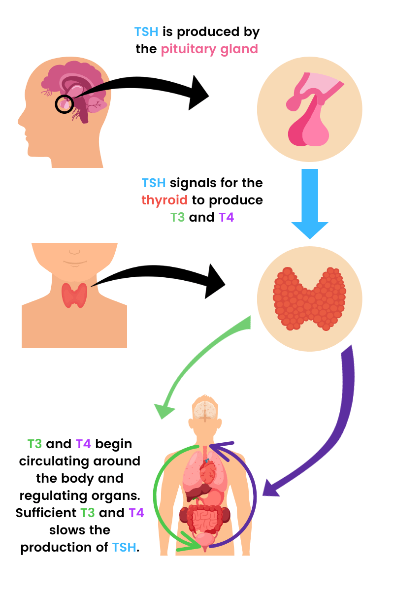 What Is Thyroid Hormone And What Are Its Functions? - Fitlifewarrior.com