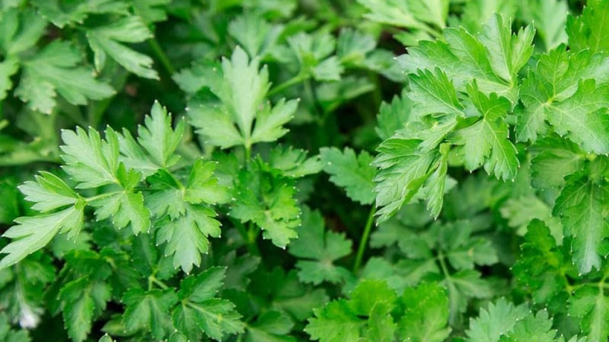 Parsley as a Natural Remedy for Digestive Issues
